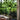 Ficus Plant - 254 CM/Green