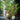 Palm Plant - 152 CM/Green