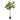 Ficus Plant - 254 CM/Green