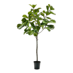 نبات فيكوس - 254 سم/أخضر