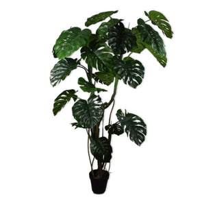 نبات مونسترا - 210 سم/أخضر