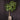 Schefflera Plant - 162 CM/Green