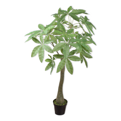 Schefflera Plant - 162 CM/Green