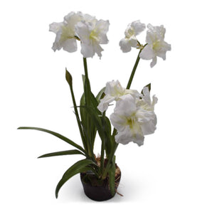 Amaryllis Pot - White - 135 cm