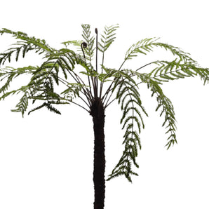 Fern Plant - 196 cm