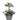 Succulent Pot - Green - 38 cm