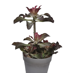Succulent Pot - Purple - 38 cm