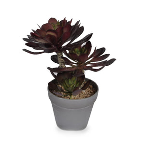 Succulent Pot - Burgundy - 23 cm