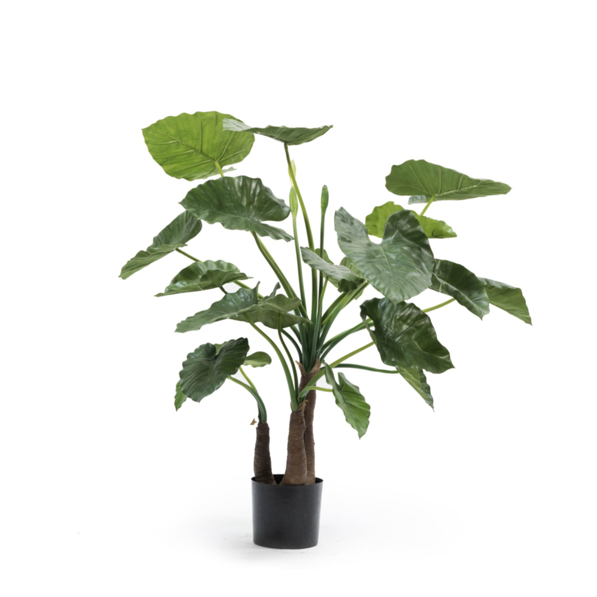 Alocasia Plant - 120 cm-1
