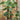 Alocasia Plant - 120 cm