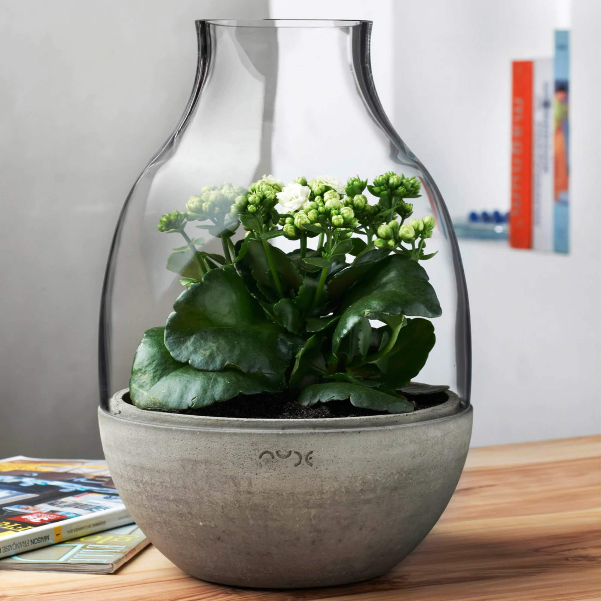 Eden Terrarium - Mini-2