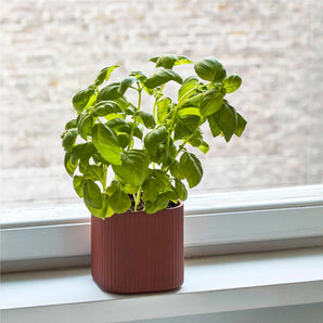 Facade Small Herb Pot - Dark Terracotta