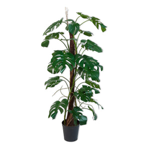 نبات مونستيرا أخضر - 165 سم