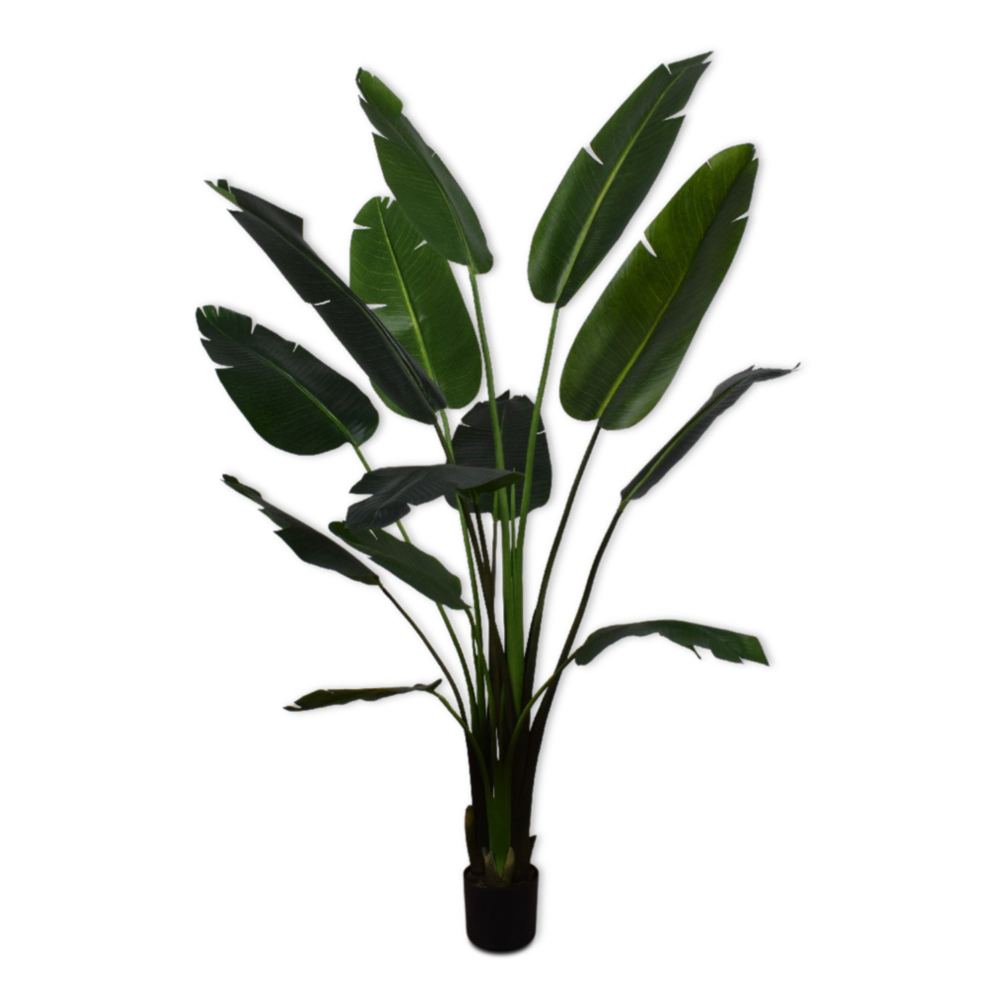Strelitzia Green Plant - 182 cm-1